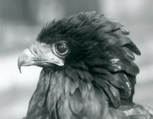 Een bijna bedreigde Bateleur-arend in de London Zoo, 1927 door Frederick William Bond
