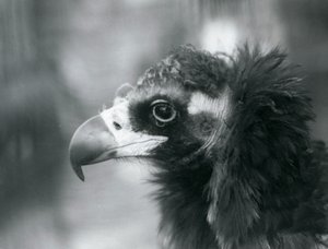 Een bijna bedreigde Euraziatische zwarte gier in de London Zoo, 1927