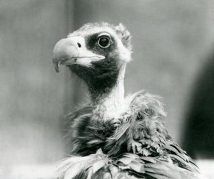 Een bijna bedreigde Euraziatische zwarte gier in de London Zoo, juli 1926 door Frederick William Bond