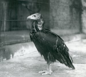 Een bijna bedreigde Euraziatische zwarte gier in de London Zoo, 1927 door Frederick William Bond