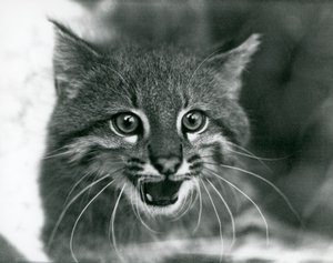 Een bijna bedreigde Pampaskat/Pantanal Kat/Colocolo in London Zoo in 1929 (zwart-wit foto)