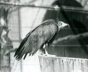 Een nu ernstig bedreigde Kapgier staand op een stam, London Zoo, september 1925 door Frederick William Bond