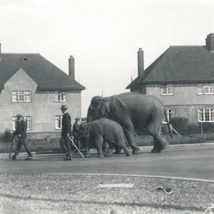 Een paar Indische olifanten lopen van Tilbury naar ZSL Whipsnade door Frederick William Bond