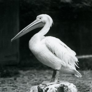 Een pelikaan staand op een boomstronk bij London Zoo in september 1925 door Frederick William Bond