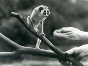 Een slanke lori staand op een tak vastgehouden door een verzorger, London Zoo, augustus 1926 door Frederick William Bond