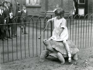 Een klein meisje, Betty, houdt een stok met een appel aan het uiteinde om de reuzenschildpad te leiden waarop ze rijdt, London Zoo, 1924
