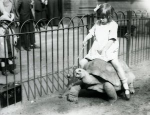 Een klein meisje, Betty, houdt een stok met een appel aan het uiteinde vast om de reuzenschildpad te leiden waarop ze rijdt, Londense dierentuin, 1924