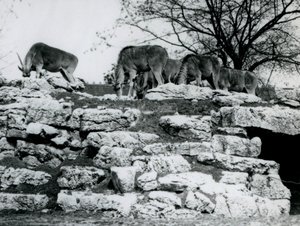 Een kleine kudde Gewone Eland die graast tussen de rotsen in het ElandAntelope Paddock in de London Zoo in juni 1925 door Frederick William Bond