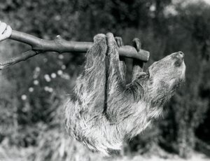 Een tweeteenluiaard hangend aan een afgezaagde tak, vastgehouden door een verzorger, London Zoo, september 1925 door Frederick William Bond
