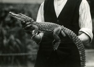 Een jonge Amerikaanse alligator vastgehouden door zijn verzorger, London Zoo door Frederick William Bond