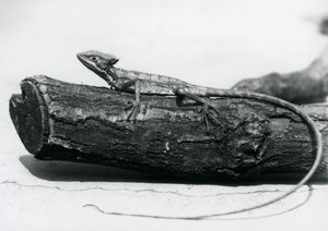 Een jonge basiliskhagedis rustend op een boomstam in London Zoo in augustus 1928 (zwart-wit foto) door Frederick William Bond