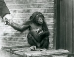 Een jonge chimpansee houdt de hand van een verzorger vast terwijl hij op een houten krat zit, London Zoo, juni 1926