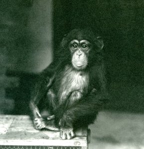 Een jonge chimpansee zittend op een houten krat in London Zoo in 1924
