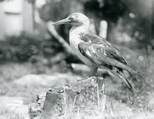 Een jonge Jan-van-gent staand op een boomstronk in London Zoo in 1929 (zwart-wit foto)