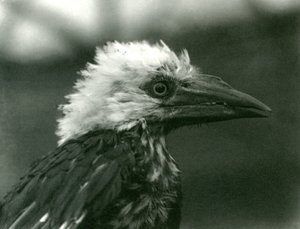 Een jonge Neushoornvogel in London Zoo