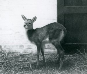 Een jonge Lechwe staand op hooi, London Zoo, januari 1926