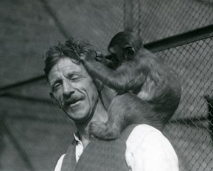 Een jonge aap verzorgt het haar van verzorger Flewin, London Zoo 1928
