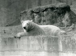 Een Jonge IJsbeer rustend op een rotsrichel in zijn verblijf in de London Zoo in 1927 door Frederick William Bond