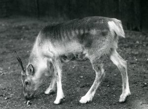 Een jonge Rendier in London Zoo, 1925
