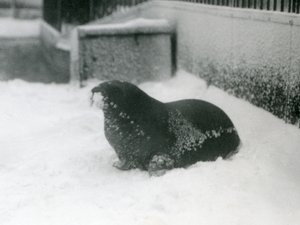 Een jonge walrus in de sneeuw, London Zoo, februari 1924