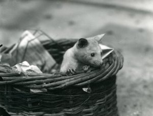 Een jonge albino opossum die uit een mand kijkt in de London Zoo, oktober 1920 door Frederick William Bond