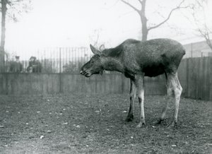 Een jonge stier Eland/Elk, met wonden van recent afgeworpen gewei, staand in zijn paddock in London Zoo (zwart-wit foto)