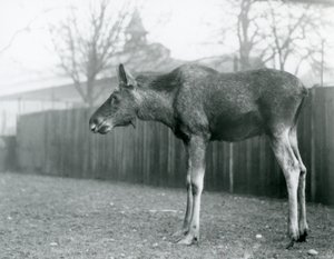 Een jonge stier eland, met wonden van recent afgeworpen gewei, staand in zijn paddock in London Zoo door Frederick William Bond