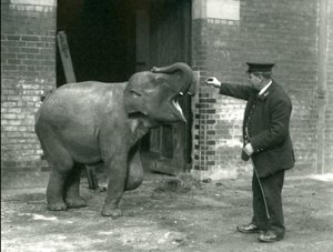 Een jonge vrouwelijke Indiase olifant met verzorger H. Robertson, London Zoo, 22 februari 1922 door Frederick William Bond