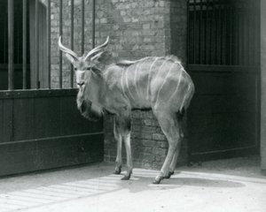 Een jonge mannelijke Grote Koedoe in zijn verblijf in London Zoo in 1929 (zwart-wit foto)