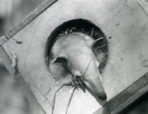 Een jonge tamandua kijkt uit zijn nestkast, London Zoo, april 1925 door Frederick William Bond