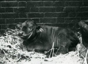 Een Afrikaanse Kaapse Buffel kalf, geboren in de menagerie op 8 februari 1927, liggend in stro, London Zoo, februari 1927 door Frederick William Bond