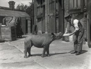 Een Afrikaanse neushoorn, Kathlene, en verzorger Harry Warryck in ZSL London Zoo, september 1928