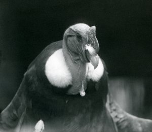 Een Andescondor in de London Zoo in 1926 door Frederick William Bond