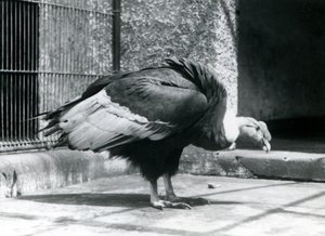 Een Andesgier op de vloer van zijn verblijf in de London Zoo in juli 1925 door Frederick William Bond