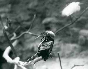 Een AnhingaAmerikaanse SlangenvogelWaterkalkoen zittend op een tak in London Zoo in september 1927 door Frederick William Bond