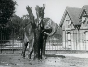 Een Aziatische Olifant die achter zijn oor krabt aan de krabpaal, in zijn omheining, London Zoo