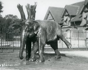 Een Aziatische olifant die zich krabt tegen een dode boom, terwijl hij op drie poten balanceert, London Zoo