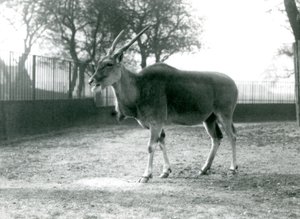 Een Eland in zijn paddock in de London Zoo in juni 1925 door Frederick William Bond