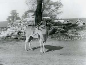 Een eland in zijn verblijf in London Zoo in 1929 door Frederick William Bond