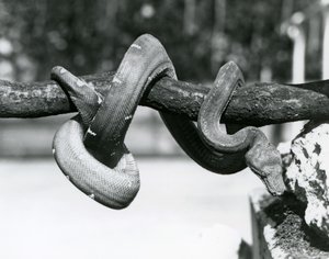 Een smaragdboa met zijn lichaam opgerold langs een horizontale tak, kijkend naar de grond, London Zoo, oktober 1928 door Frederick William Bond
