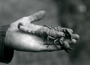 Een Keizerschorpioen in de handpalm van een verzorger, London Zoo, oktober 1925 door Frederick William Bond