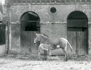 Een Bedreigde GrevysKeizerlijke Zebra die haar veulen voedt, in hun paddock in London Zoo in 1927 door Frederick William Bond