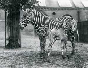 Een Bedreigde Grevy