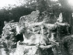 Een Himalaya steenbok rustend op een rotsrichel bij de London Zoo, augustus 1927 door Frederick William Bond