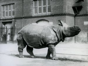Een Indische neushoorn in de London Zoo, 1927