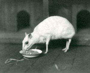 Een albino Javaans ChevrotainJava Muishert die uit een kom eet in London Zoo in 1926 door Frederick William Bond