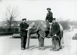Een baby Indische Olifant met Verzorgers A. Church en H. Robertson in de Londense Zoo, juni 1922 door Frederick William Bond
