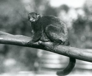 Een bedreigde Coquerel