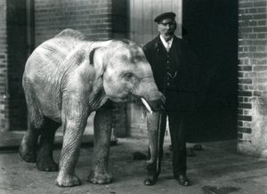 Baby Aziatische Olifant met verzorger Charles Eyles, London Zoo, november 1915 door Frederick William Bond