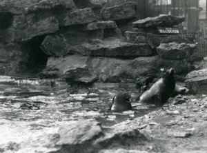 Californische zeeleeuwen met ijs op hun zwembad, London Zoo